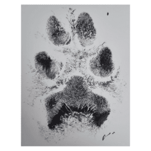 A photo image of an example paw print